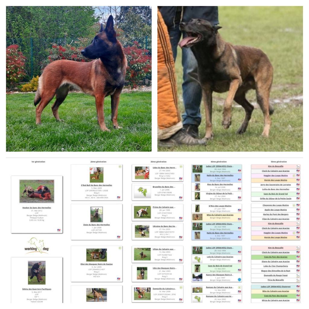 Chiot Berger Belge American Legend